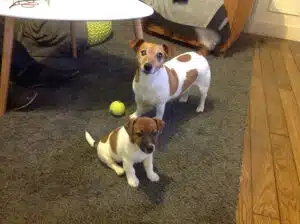 luxation cristallin chez le jack russell terrier