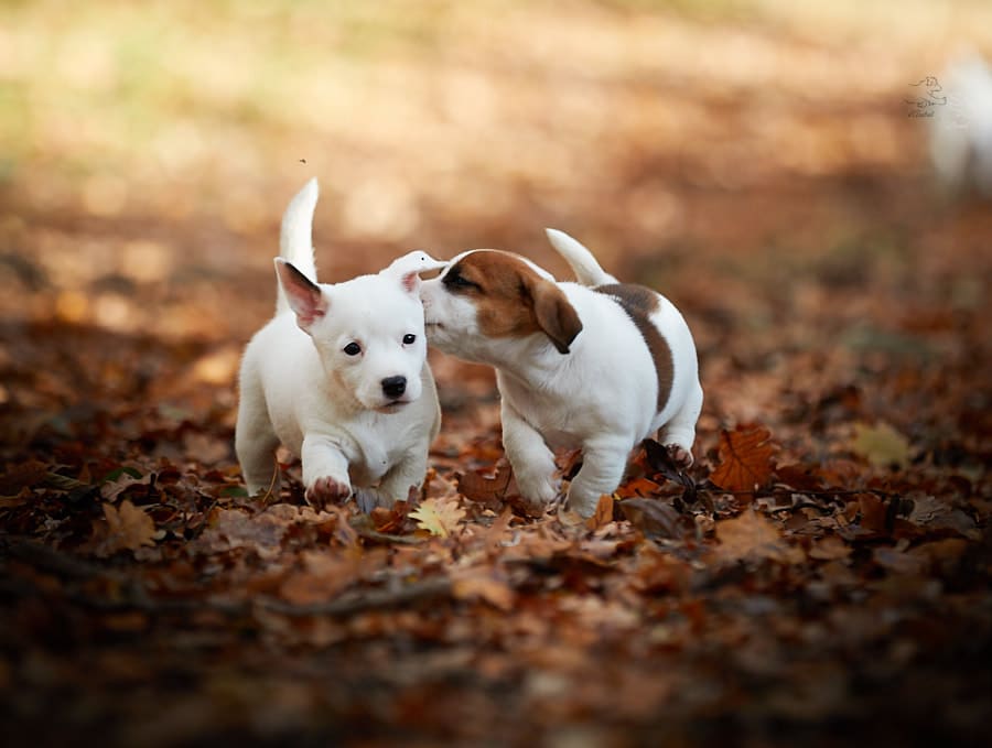 chiot mâle ou femelle jack russell