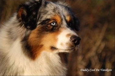 Daddy cool de vanikoro