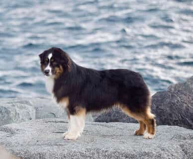 NO DEALS MR BOND OF SURF PARADISE