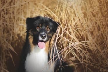 Inox Black Pearl des reves d opaline