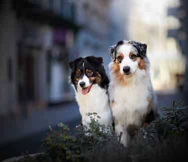 M.TAMBOURINE MAN DU CHEMIN DE MANDRIN