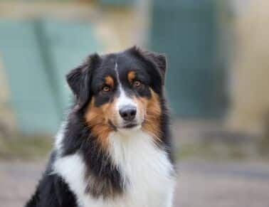 power of love du chemin de mandrin