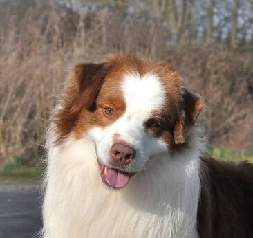 ocean eleven 4 cbe n dda du chemin de mandrin