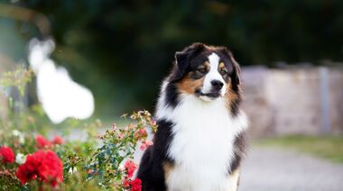 apple gem of night meadowville