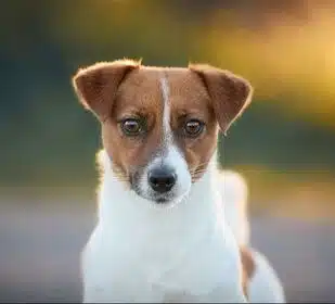 chienne jack russell terrier LOF