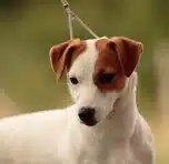 chienne jack russell terrier LOF