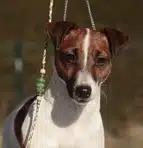 chienne jack russell terrier LOF