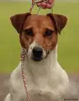 chienne jack russell terrier LOF