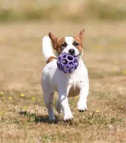 chienne jack russell terrier LOF
