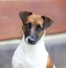 chienne jack russell terrier LOF