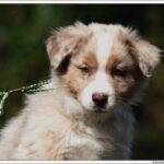 adopter un chien LOF