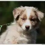 adopter un chien LOF