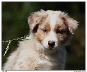 adopter un chien LOF