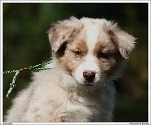 adopter un chien LOF