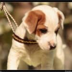 adopter un chien LOF