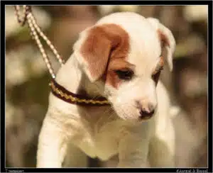adopter un chien LOF
