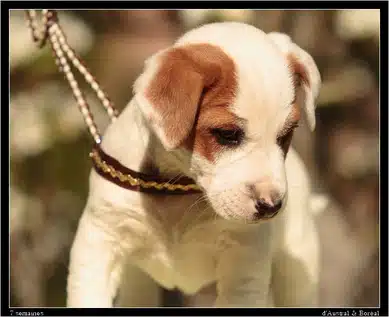 adopter un chien LOF