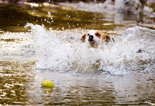 phytothérapie elevage chien