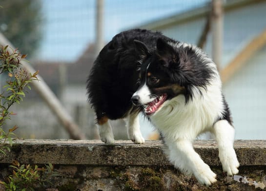 Berger Australien en bonne santé