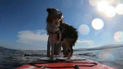 cani paddle berger australien