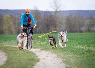 Cani-VTT Berger Australien