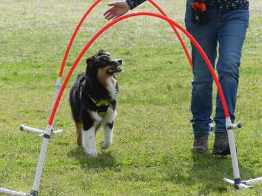 hooper agility berger australien