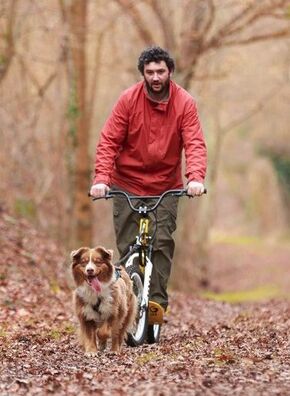 Cani-trottinette Berger Australien