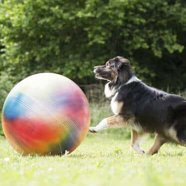 sport canin Treibball Treiball Berger Australien