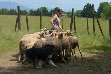 Berger australien au troupeau