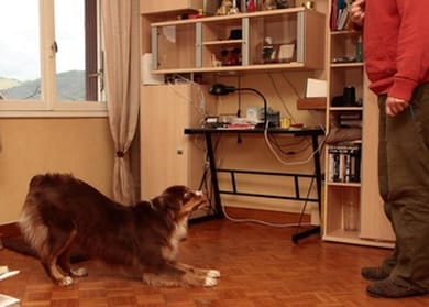 obéissance clicker berger australien