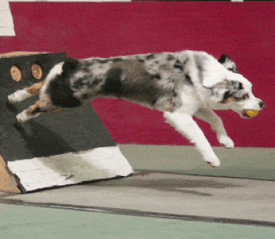 Fly Ball berger australien