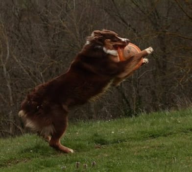 frisbee dog berger australien