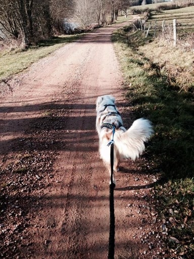 Berger Australien Canicross