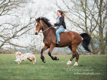 balades à cheval berger australien