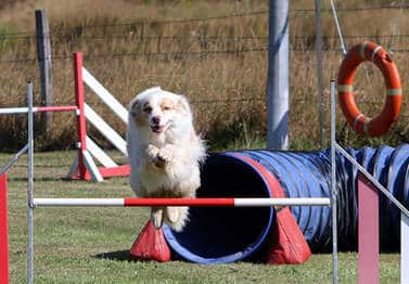 Agility Berger Australien