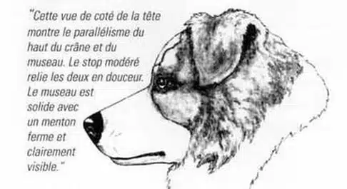 Tête de Berger Australien vue de profil