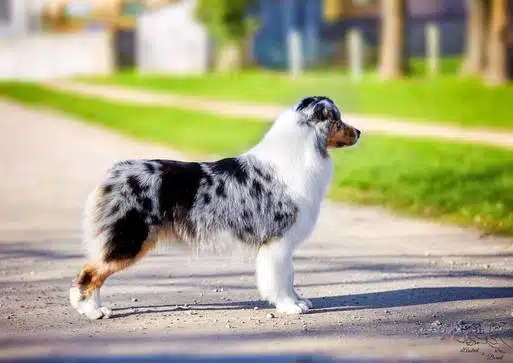 standard berger australien