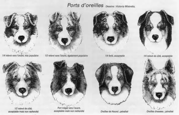 Port d'oreilles berger australien