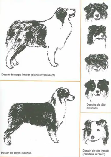 Patrons blancs autorisés et non autorisés berger australien