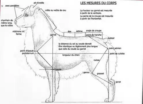mesures du corps du Berger Australien
