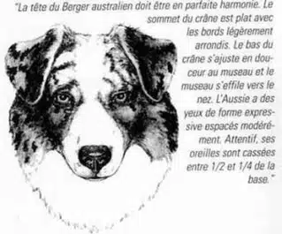 Tête du Berger Australien vue de face