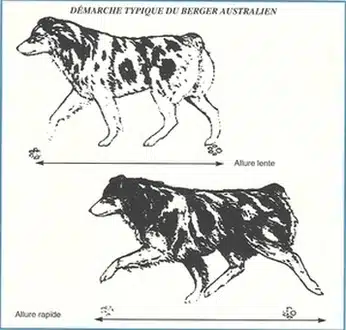 Allures du Berger Australien