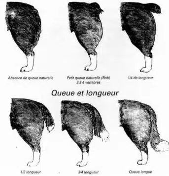 Longueur de queue chez l'Australien