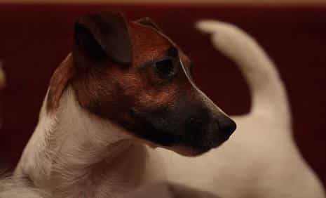 Standard Jack Russell d'Austral et Boreal