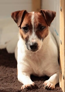 Standard Jack Russell d'Austral et Boreal