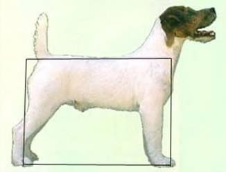 Rectangle Jack Russell d'Austral et Boreal