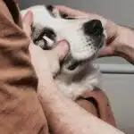 examen clinique maladies héréditaires oculaires canines sur un Berger Australien (MHOC)