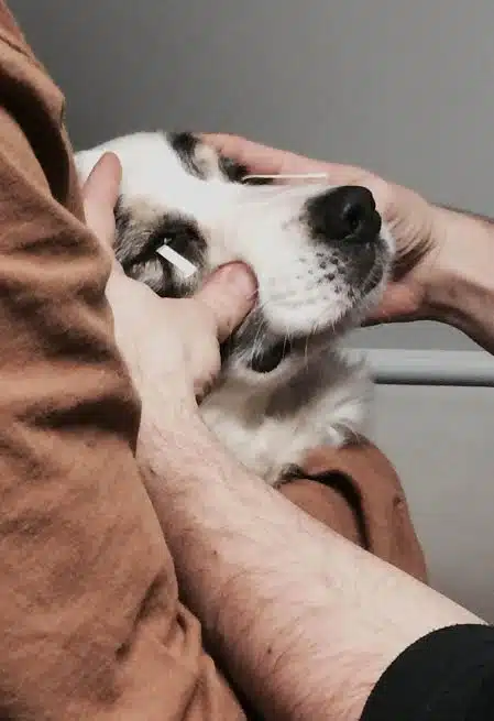 examen clinique maladies héréditaires oculaires canines sur un Berger Australien (MHOC)
