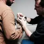examen clinique maladies héréditaires oculaires canines sur un Berger Australien (MHOC)